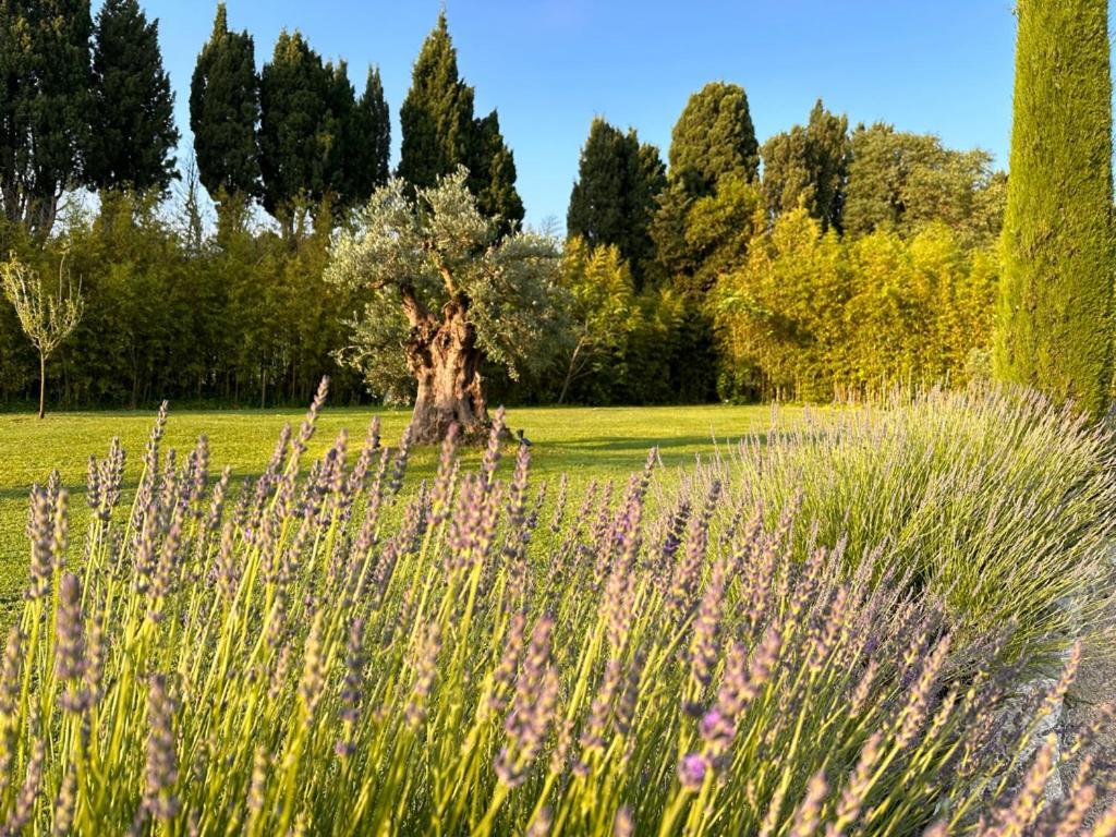 Mas Des Bambous Hotell Saint-Rémy-de-Provence Eksteriør bilde