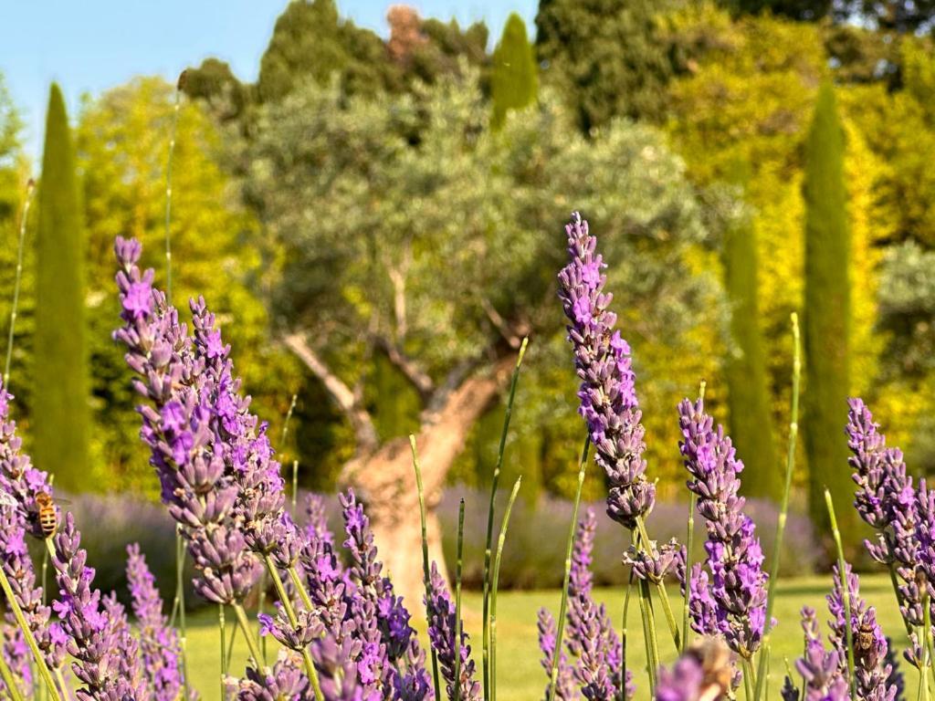 Mas Des Bambous Hotell Saint-Rémy-de-Provence Eksteriør bilde